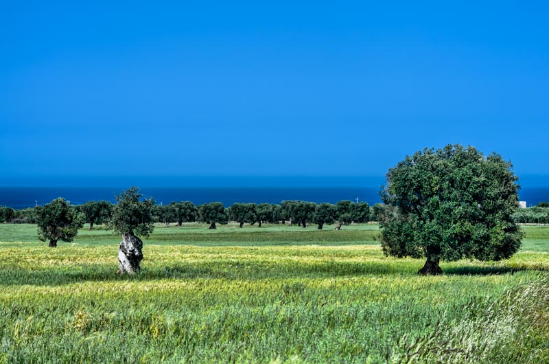 A view of Ostuni plain with olive trees