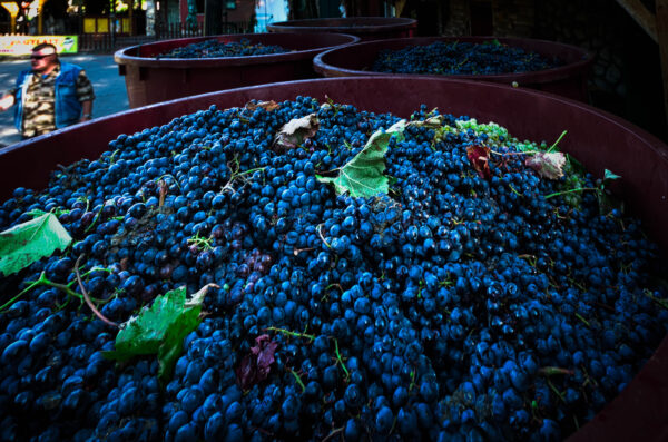 Grape harvesting in Eger