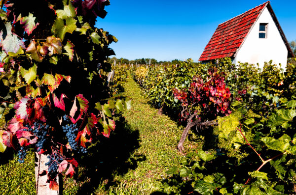 Harvest time around Eger