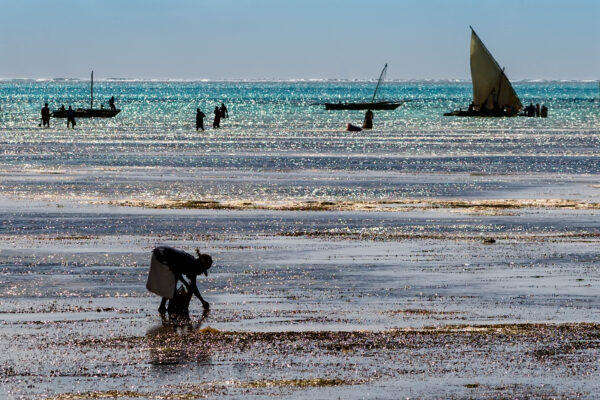 Jambiani Zanzibar
Collecting shells with low tide in Jambiani