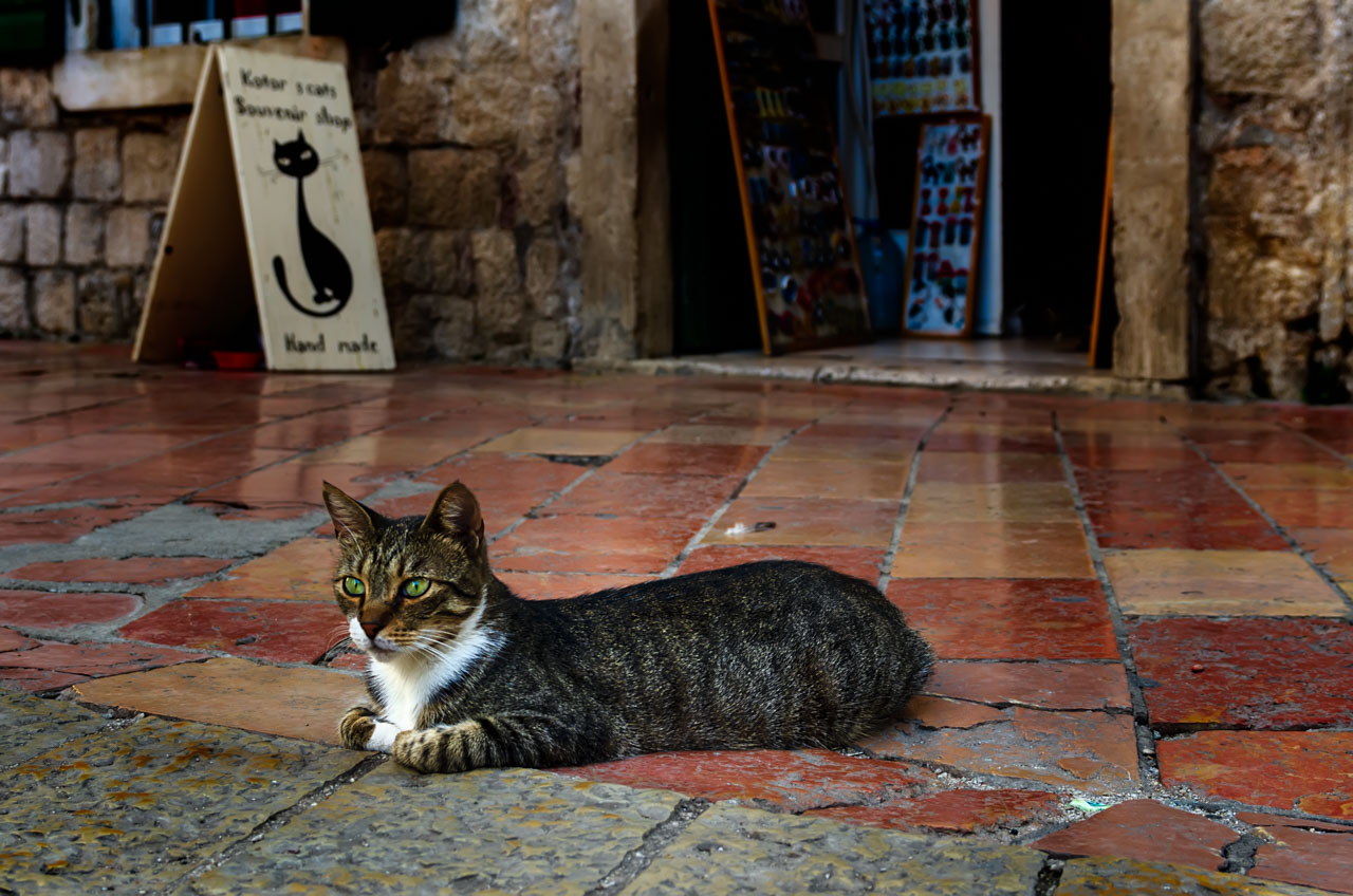 Kotor cats The mayor