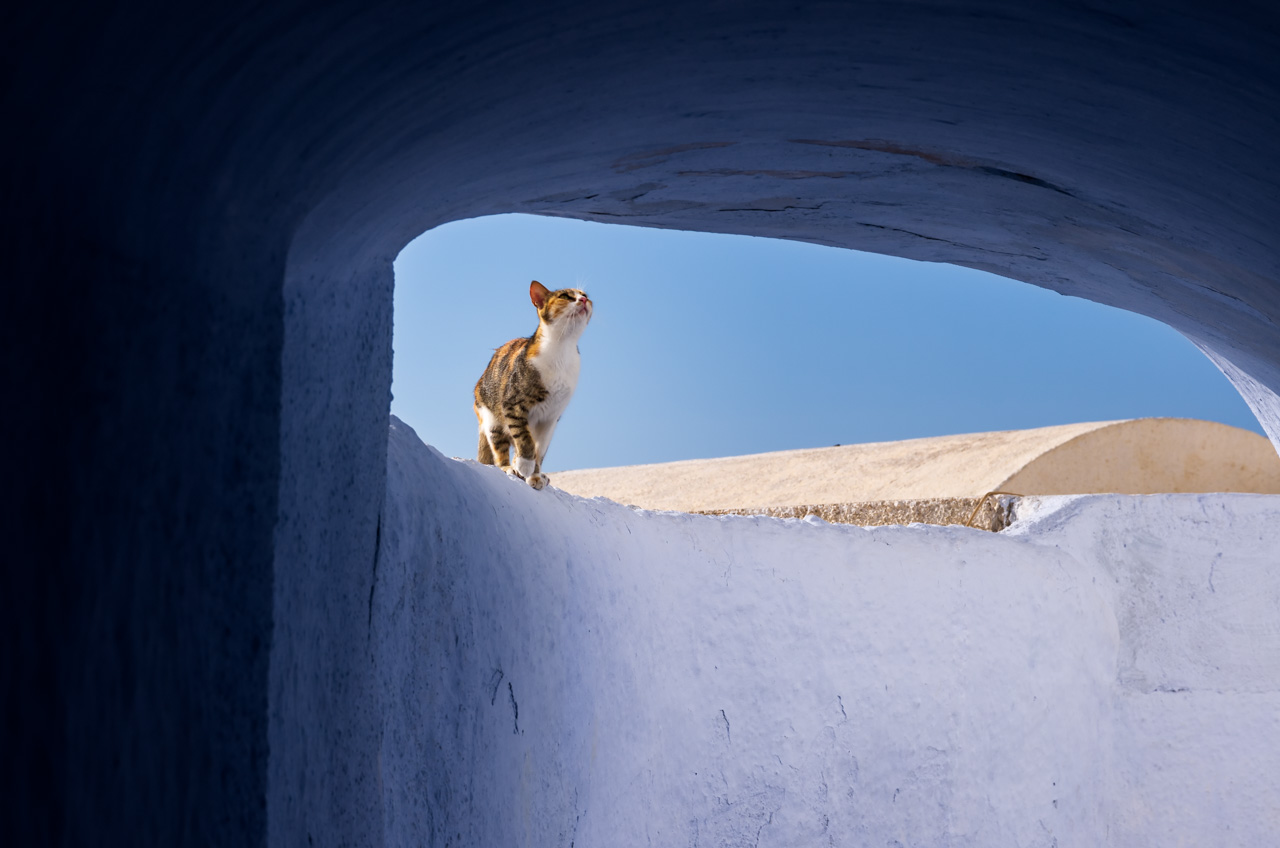 Gatto sui muri imbiancati a calce di Pyrgos. Santorini.