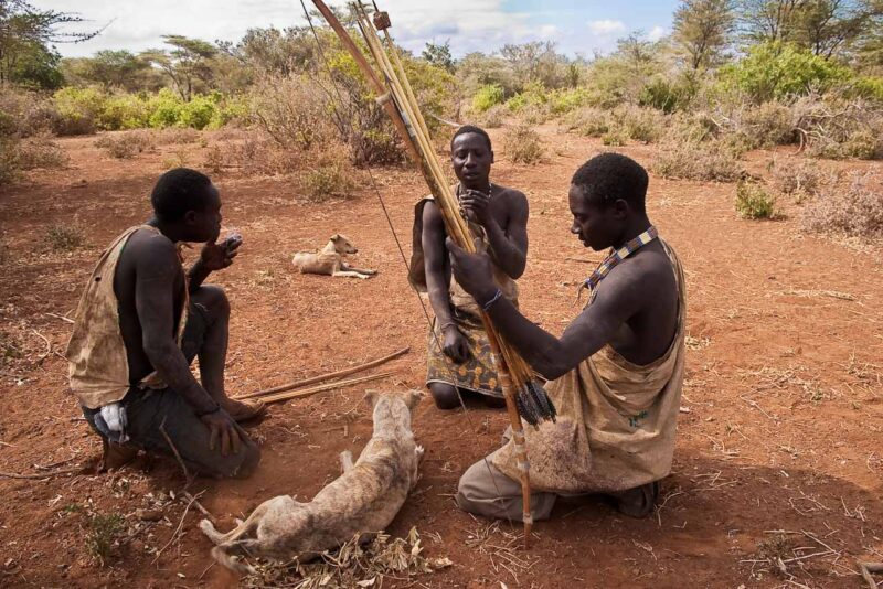 Hadzabe, the last hunters-gatherers . Preparing the poisoned arrows