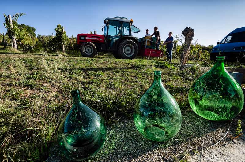 Aglianico Grape Harvesting 