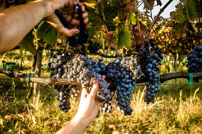 Aglianico Grape Harvesting