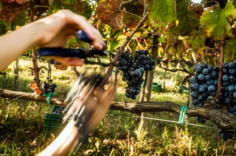 Aglianico harvesting