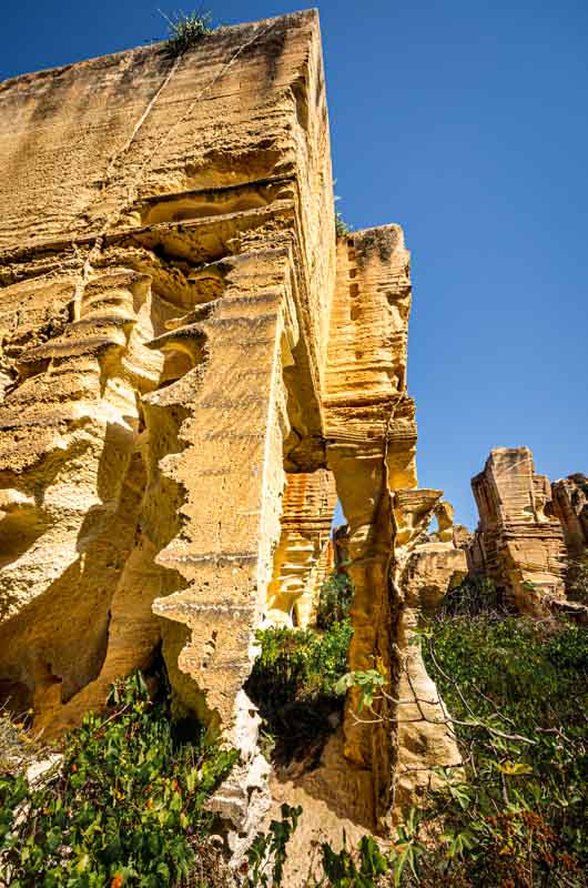 I fichi soffrono ed i capperi prosperano nelle cave di tufo di Favignana.